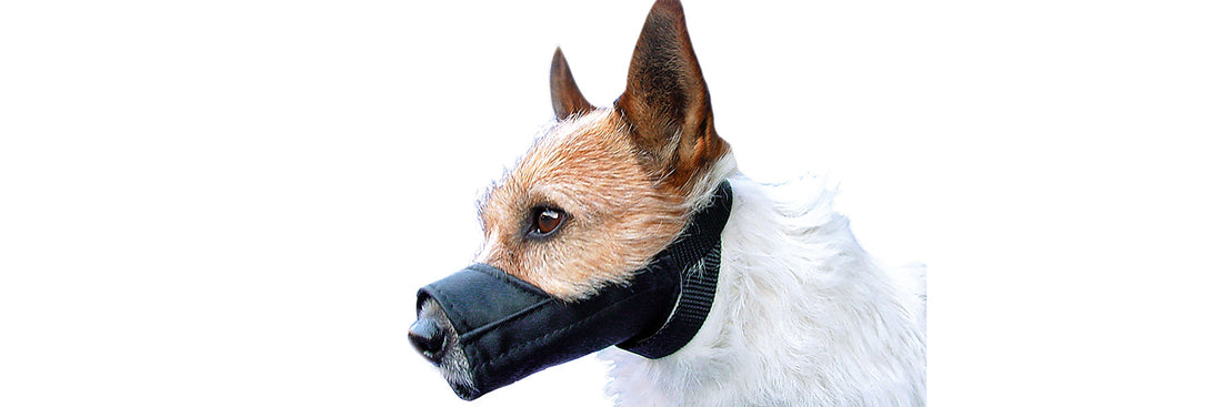 MUZZLE FOR SMALL DOGS: SHOPPING GUIDE