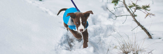 THE COLD: HOW TO SPEND FALL AND WINTER WITH YOUR DOG ?