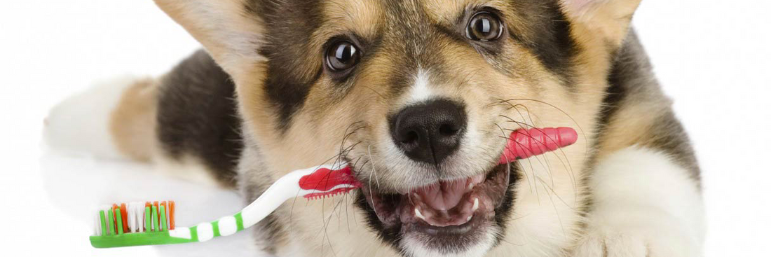 HOW DO I BRUSH MY DOG'S TEETH?