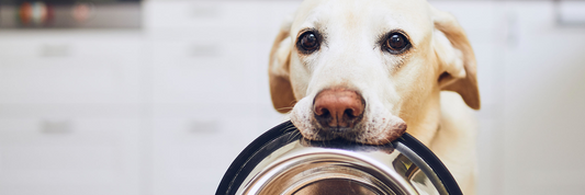 WHICH BOWL TO CHOOSE FOR YOUR DOG?